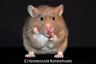 Hamsterhuette´s Scarlett
